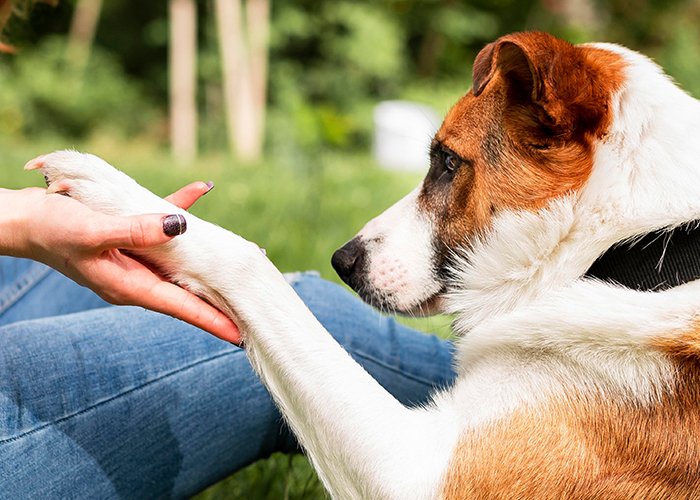 Entendiendo la artritis en mascotas