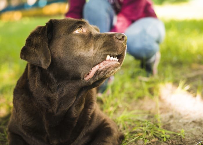 Cómo actuar ante la mordedura de otro perro