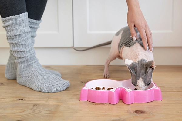 Control de peso y obesidad en mascotas en Ribarroja: perro comiendo en su cuenco durante una revisión veterinaria.