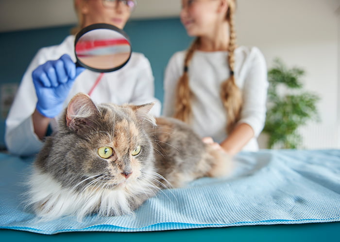 Tratamiento de alergias en mascotas en Cheste